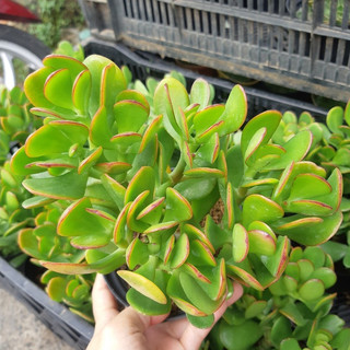 Cây ngọc bích MIX CHẬU để bàn
