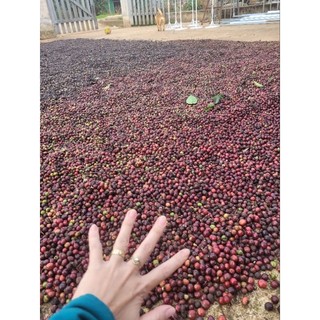Caffe Nguyên chất 100% 500Gr-1KG