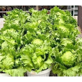 Hạt giống xà lách minetto - xà lách chịu nhiệt