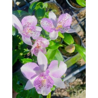 Hoa Lan Lai Cát Twinkle, chậu cây trưởng thành, nhiều thân, cây khỏe đẹp