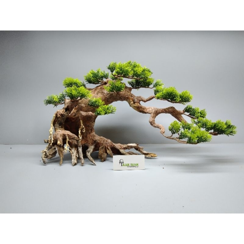 Cây gỗ lũa bonsai cho hồ kích thước lớn