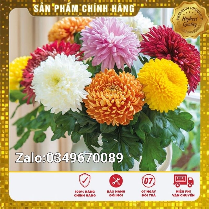 Hạt giống hoa cúc đại đóa nhiều màu -50 hạt