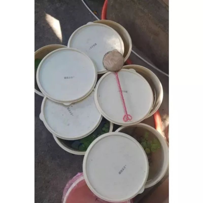 Combo 1 xô–10 cá bảy màu