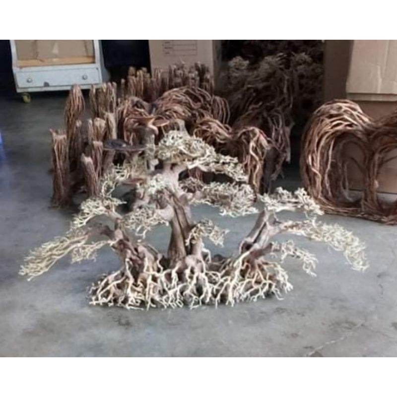 Cây gỗ lũa bonsai 3 thân