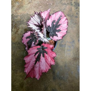 Thu hải đường màu đỏ la to ạ
