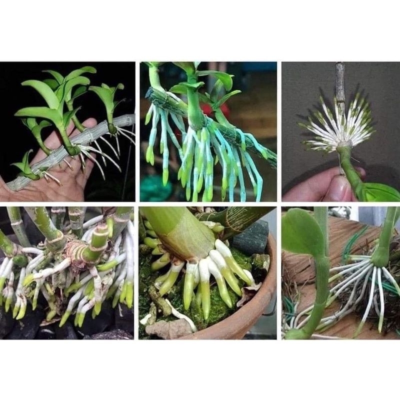 Siêu kích rễ - kích rễ dạng bột 30gam