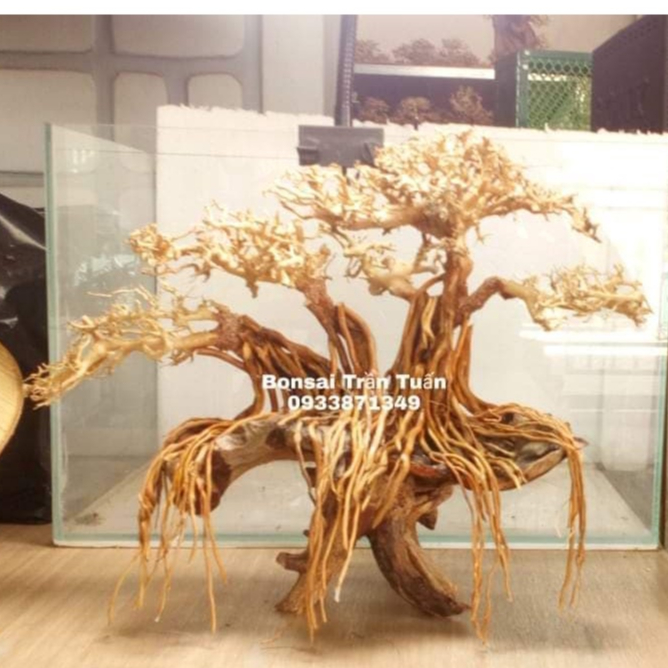 Cây gỗ lũa bonsai dáng bạt phong [Cây có hình dáng kiểu bay, gió lùa, nghiêng]
