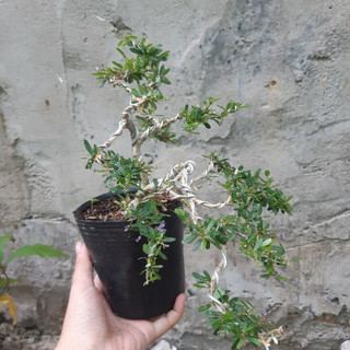 Linh sam dáng bonsai mini