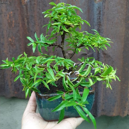 Mai chiếu thủy bonsai mini TẶNG CHẬU