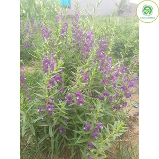 Cây hoa violet trồng bầu đảm bảo