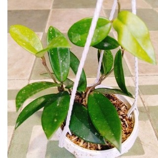 cây lan cẩm cù
