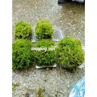 Rêu wepping việt