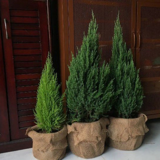 Cây sơn tùng NOEL