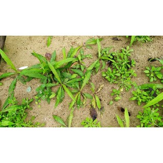 cây bồ công anh