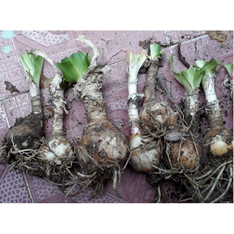 Củ trình nữ hoàng cung