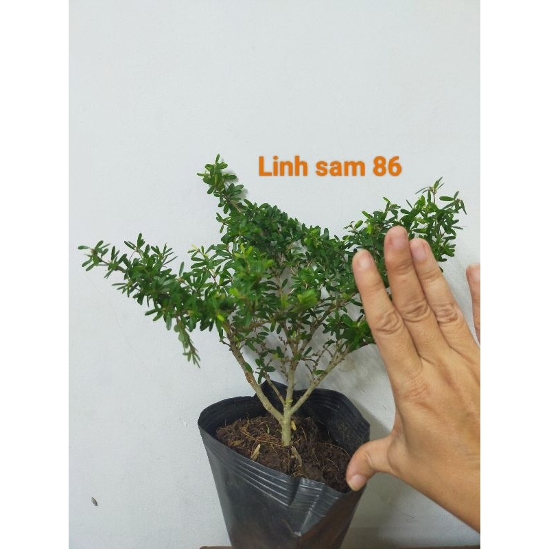 Cây linh sam 86 lá rí, tạo bonsai, siêu dễ trồng dễ