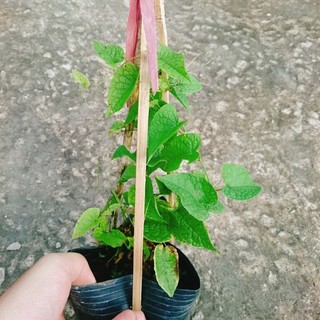 Cây Hoa Tigon Trắng