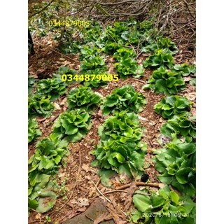 bột sa cương (bột xá kén, bột sa khương, bột địa liền) 500g