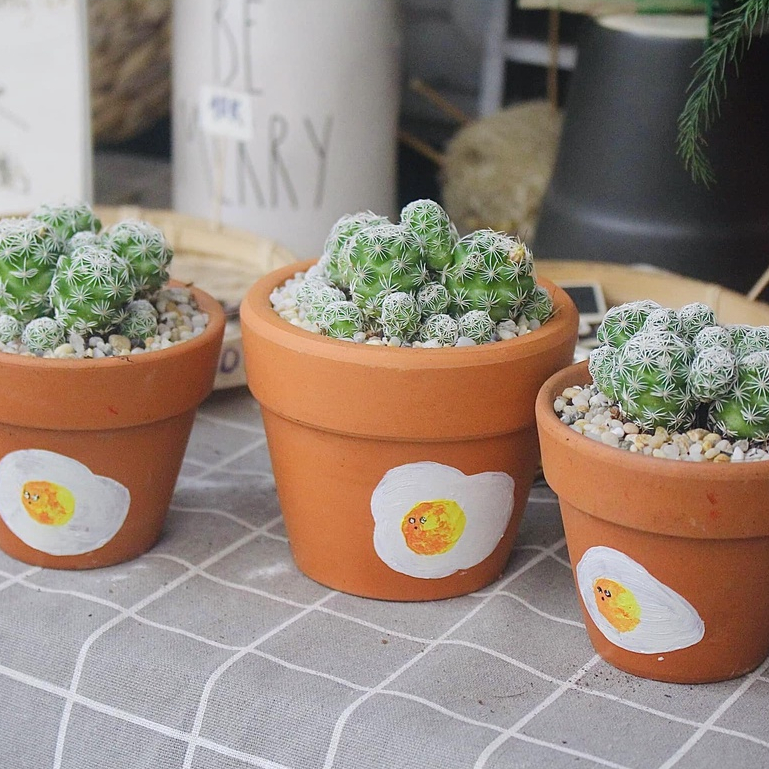 Xương rồng Trứng Chim  - Size Bầu_GreenLife