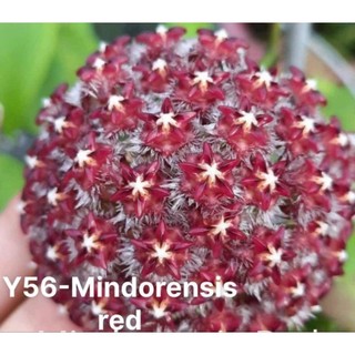 Cẩm cù mindorensis các màu trưởng thành sắp hoa