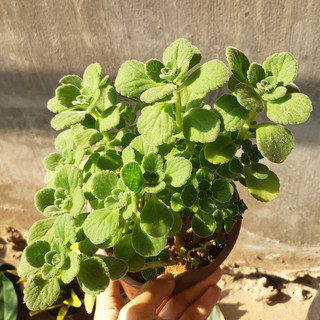 Sen thơm Mix Chậu