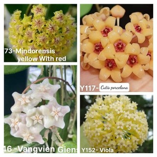 Cẩm cù hoa xinh màu hot sắp hoa