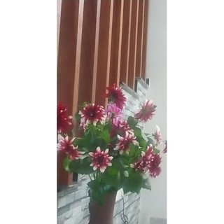 Hoa thược dược hoa tươi tết
