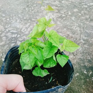 Cây Hoa Tigon Trắng