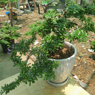 Linh sam bonsai TẶNG CHẬU