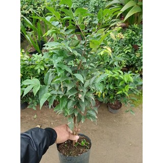 cây nho thân gỗ đỏ 12 vụ cây giống nho thân gỗ