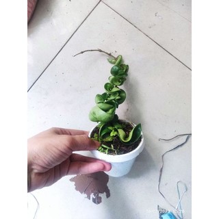 Cẩm cù xoắn cây giống