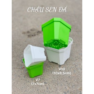 Chậu nhựa trồng sen đá