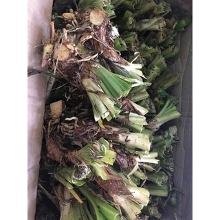 2 củ thanh anh tím (arapang)