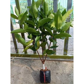 cây giống roi mận đỏ an phước(mua 10 tặng 1)