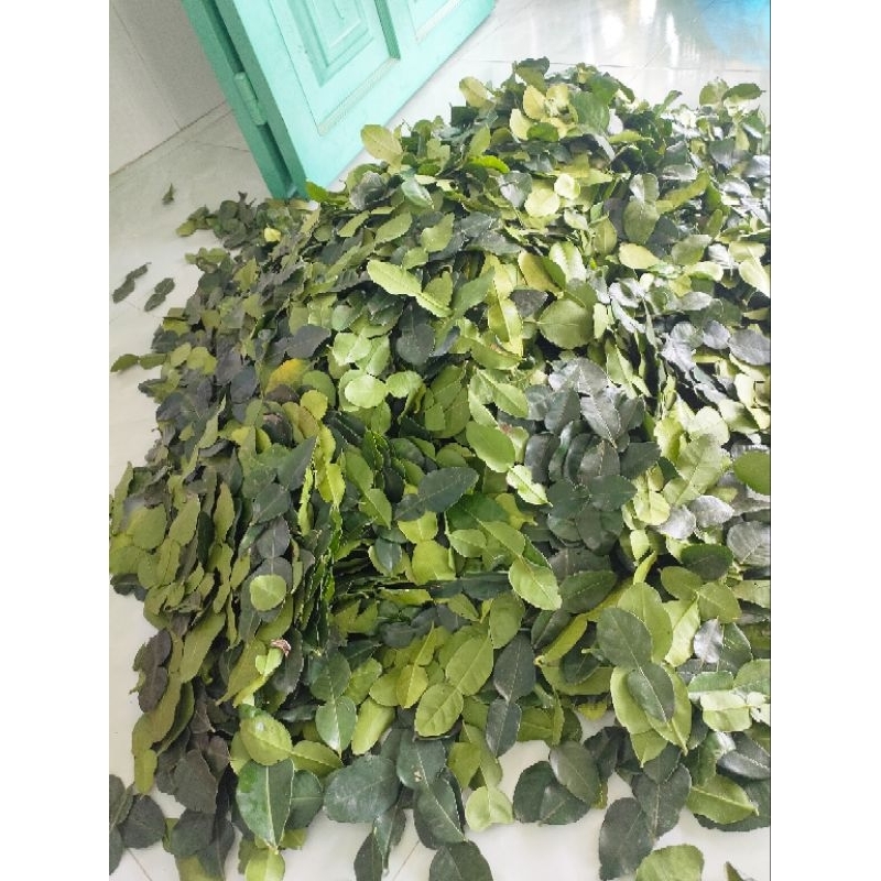 Lá chanh thái. Lá chúc. hàng tươi 100%. Chanh chúc. Lá chanh số 8.