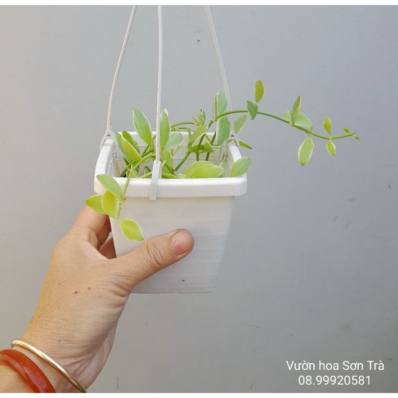 NHẤT MẠT HƯƠNG, TÓC XÙ, ĐÔ LA... chậu treo mini.