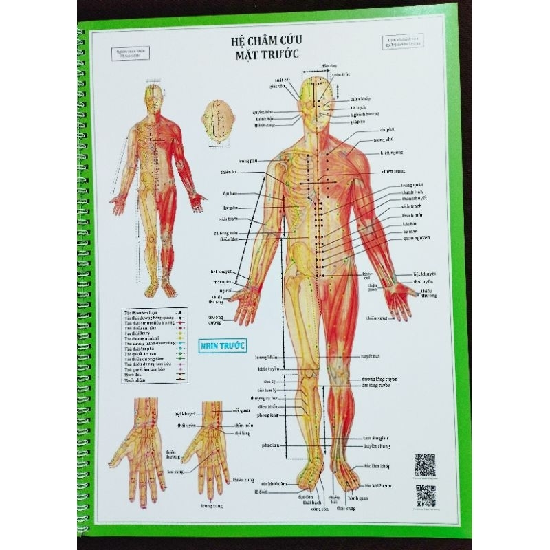 TRANH GIẢI PHẪU HUYỆT VỊ