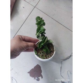 Cẩm cù xoắn cây giống