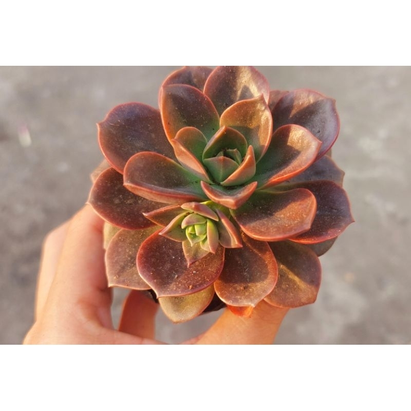 Sen đá Nhật Nguyệt - Hư 1 đổi 1- Cây cảnh trang trí- HOA ĐÁ shop