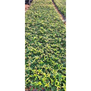 combo 5 caygiong Mộc hương  hoa thơm nức