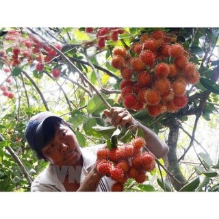 Cây giống chôm chôm Tiến Cường