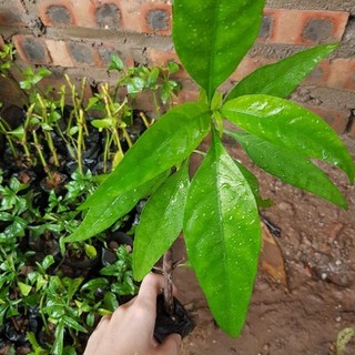 Combo 5 cây giống hoàn ngọc trắng lh 0355276899