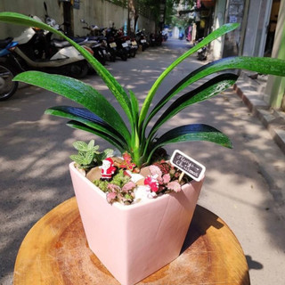 Lan quân tử mix chậu để bàn