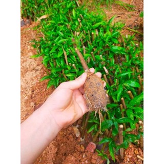 Cây giống hoàn ngọc (Đơn 5 Cây Giống)