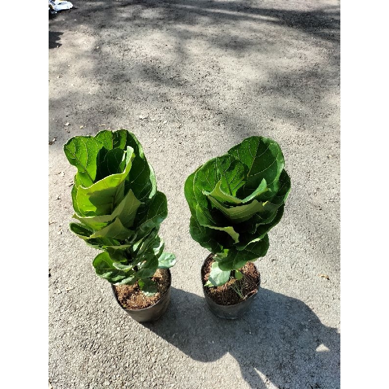 Cây bàng singapore loại 1 nhánh cao 60-80cm