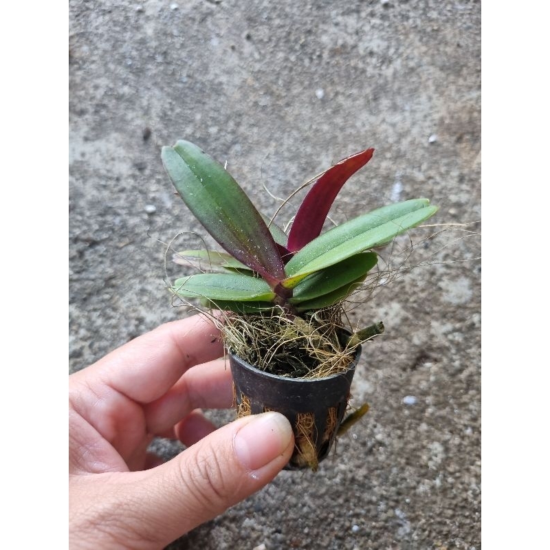 Ngọc điểm giống thái đủ 10 màu, mua 1 được 2, 1 cốc 2 cây giá chỉ 17k