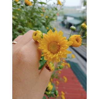 Cây giống cúc rủ vàng bông to