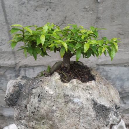 Mai chiếu thủy mini HÒN NON BỘ