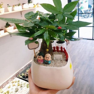 Cây Kim Ngân để bàn