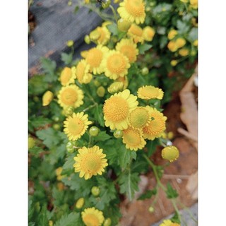 Cây giống cúc Trà cổ